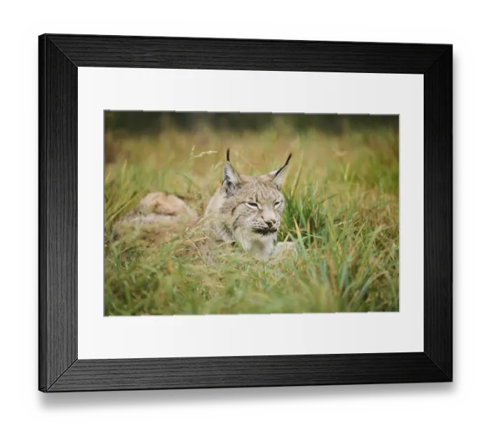 Framed Print : Eurasian lynx (Lynx lynx) lying on a meadow Framed Print : Eurasian lynx (Lynx lynx) lying on a meadow