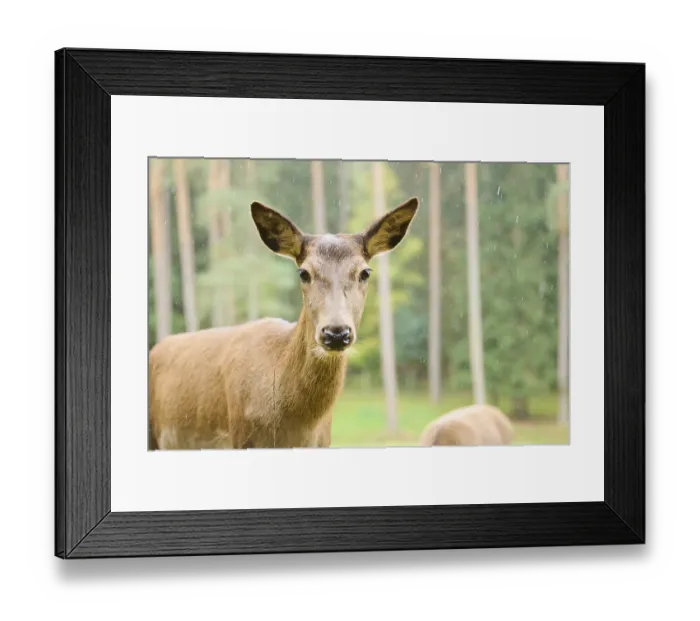 Framed Print : Red deer (Cervus elaphus) hind