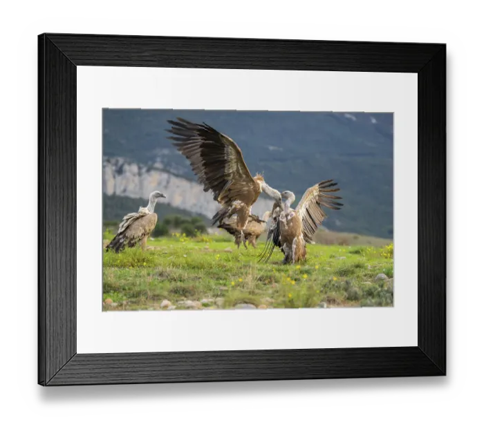 Framed Print : Griffon Vultures (Gyps fulvus) fighting on a flowering meadow in autumn Framed Print : Griffon Vultures (Gyps fulvus) fighting on a flowering meadow in autumn