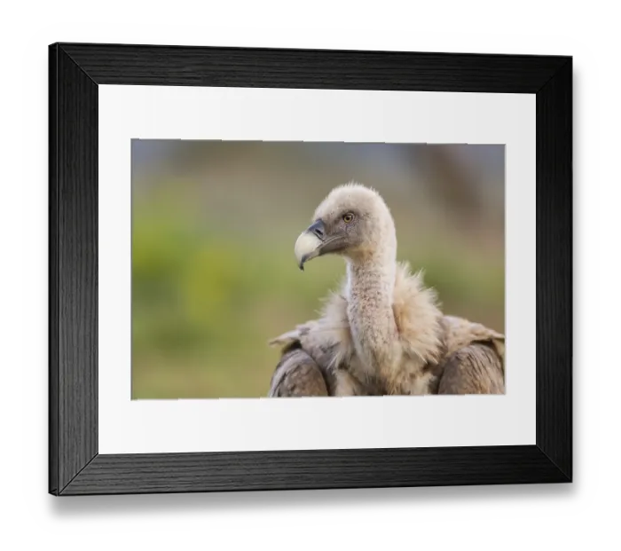 Framed Print : Portrait of a Griffon Vulture (Gyps fulvus) in autumn