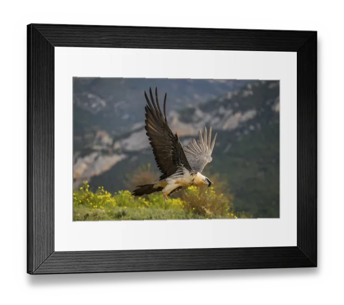 Framed Print : Bearded Vulture (Gypaetus barbatus) adult bird in flight with mountains in the backround