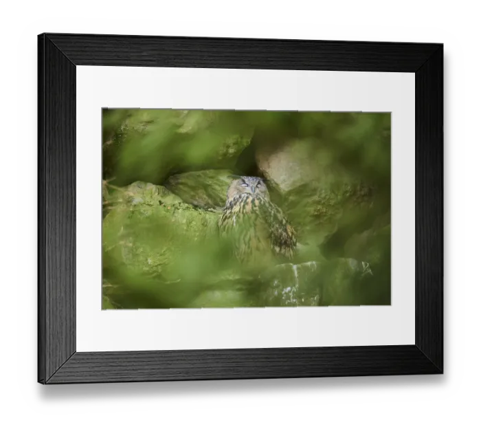 Framed Print : Eurasian Eagle-Owl (Bubo bubo) in a stone wall in a forest Framed Print : Eurasian Eagle-Owl (Bubo bubo) in a stone wall in a forest