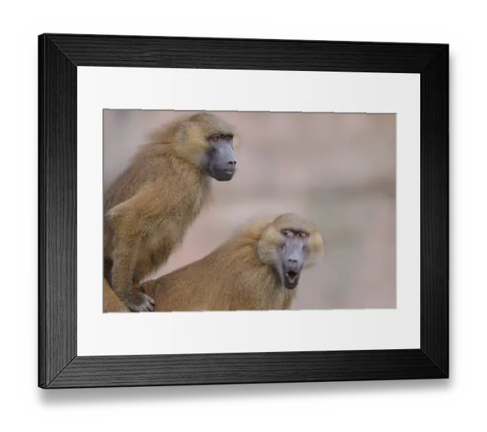 Framed Print : Two baboons, one with open mouth Framed Print : Two baboons, one with open mouth