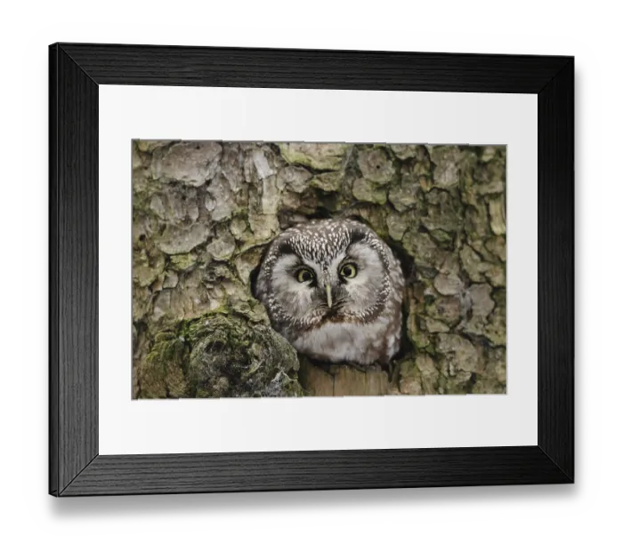 Framed Print : An owl sitting in a tree hollow Framed Print : An owl sitting in a tree hollow