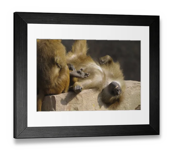 Framed Print : A baboon lying relaxed on a rock with its feet up Guinea baboon (Papio papio) Framed Print : A baboon lying relaxed on a rock with its feet up Guinea baboon (Papio papio)