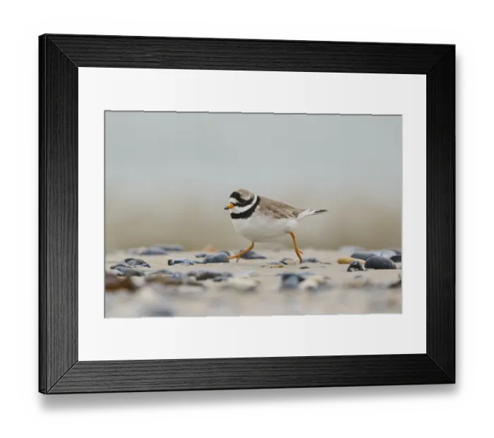 Framed Print : Common ringed plover (Charadrius hiaticula) on the beach Framed Print : Common ringed plover (Charadrius hiaticula) on the beach