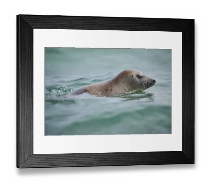 Framed Print : Grey seal (Halichoerus grypus) looking out of the water while swimming in the sea