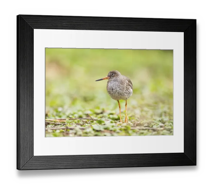 Framed Print : Common redshank (Tringa totanus) walking on a meadow