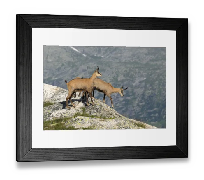 Framed Print : Adult chamois (Rupicapra rupicapra) in summer coat