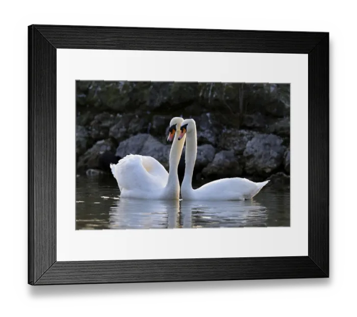 Framed Print : Mute swan (Cygnus olor) pair, courtship