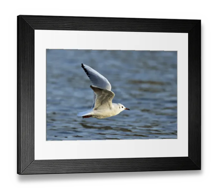 Framed Print : Black-headed gull (Larus ridibundus) flying Framed Print : Black-headed gull (Larus ridibundus) flying