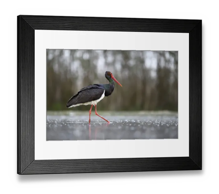 Framed Print : Black stork (Ciconia nigra), standing in pond