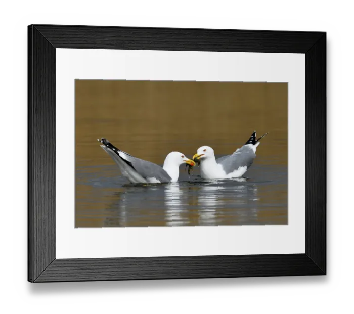 Framed Print : Two Yellow-legged gull (Larus michahellis) Framed Print : Two Yellow-legged gull (Larus michahellis)