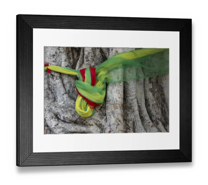 Framed Print : Sacred cloths around the roots of a strangler fig (Ficus religiosa)