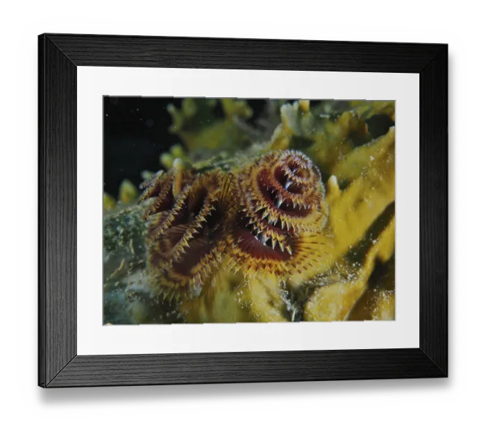 Framed Print : Christmas tree worm (Spirobranchus giganteus) Framed Print : Christmas tree worm (Spirobranchus giganteus)