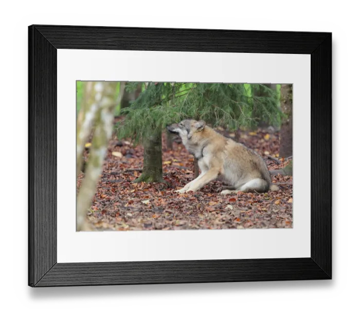 Framed Print : A young grey wolf (Canis lupus lupus) sits in the forest on an overcast day