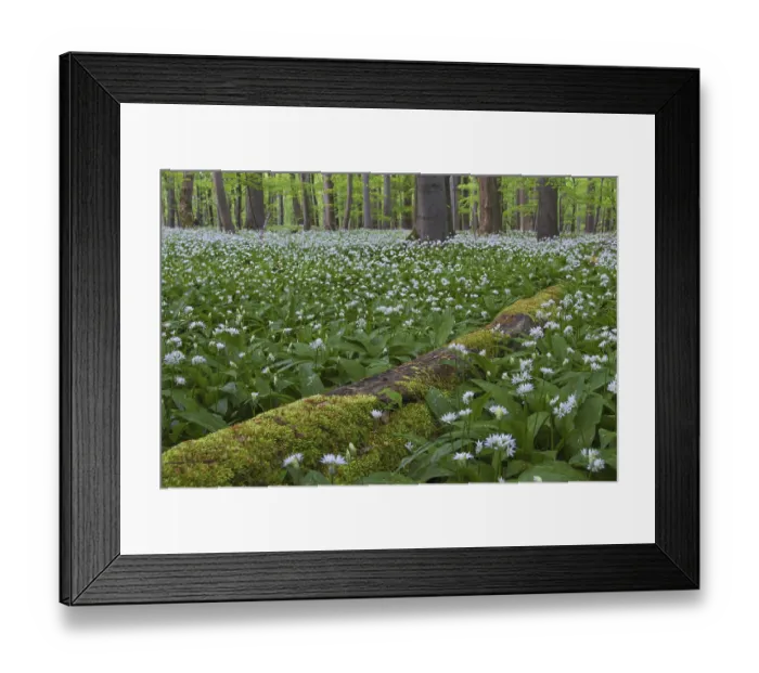 Framed Print : Moss covered fallen log and wood garlic
