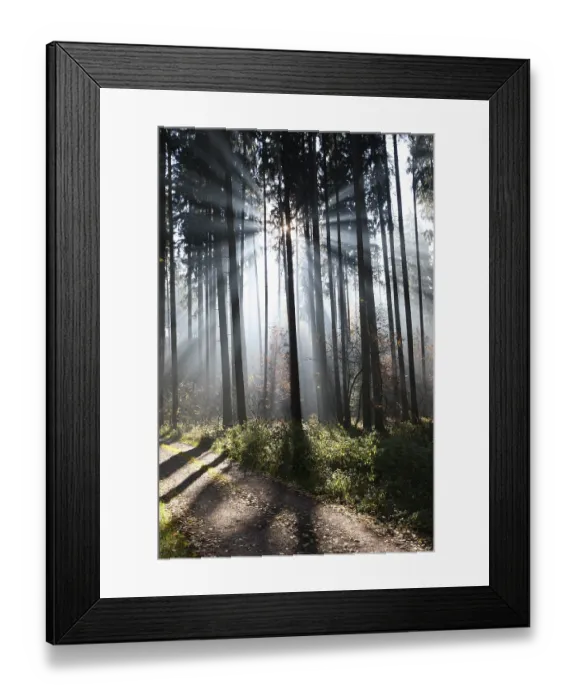 Framed Print : Fog and sun rays in a forest of Norway spruces (Picea abies)