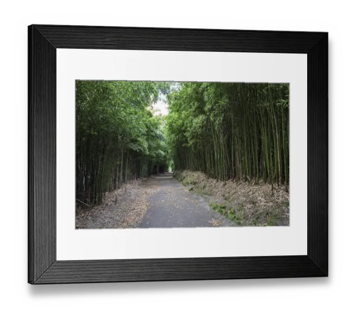Framed Print : Bamboo forest on footpath around the Lagao das Furnas