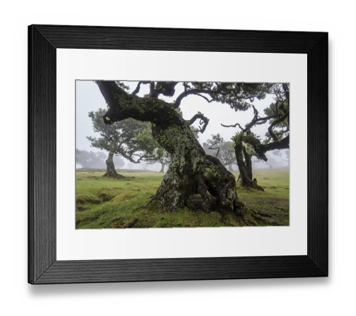 Framed Print : Laurel trees overgrown with moss and plants in the mist