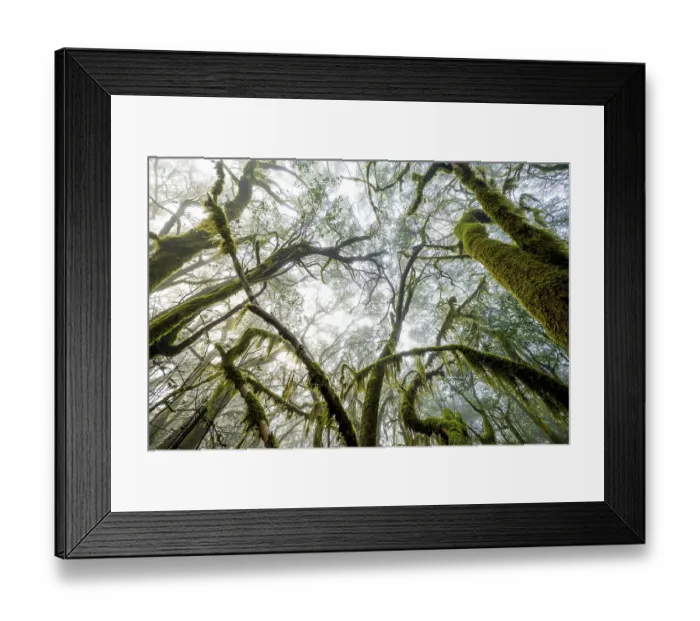 Framed Print : Treetops, laurel trees with mosses and lichens