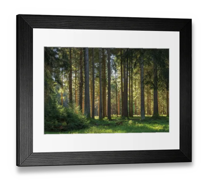 Framed Print : Sun-drenched forest, sunny spruce forest Framed Print : Sun-drenched forest, sunny spruce forest