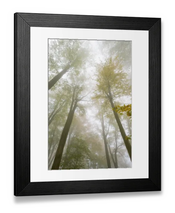 Framed Print : Autumn colours, trees in the fog