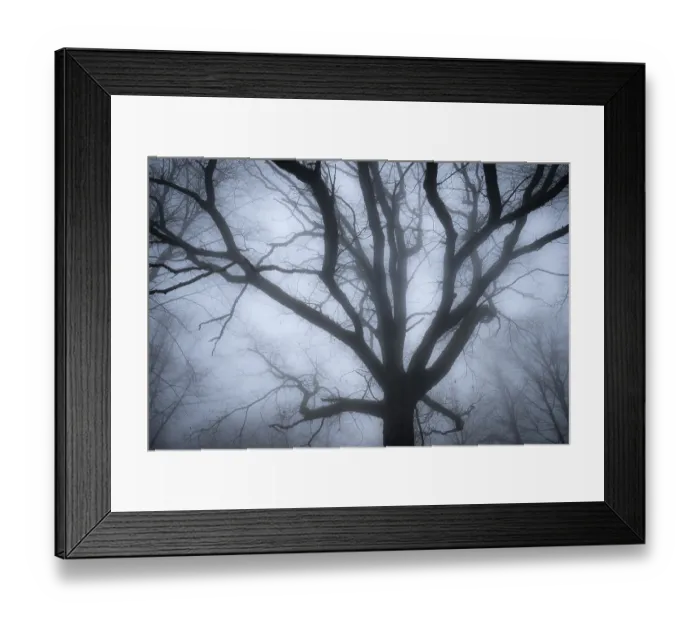Framed Print : Oak tree in a foggy forest, Hohenlohe