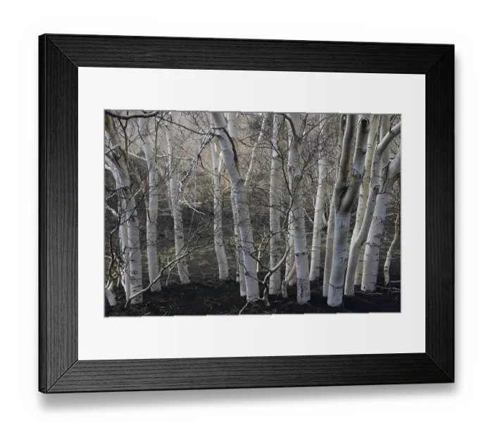 Framed Print : Etna Birches (Betula aetnensis)