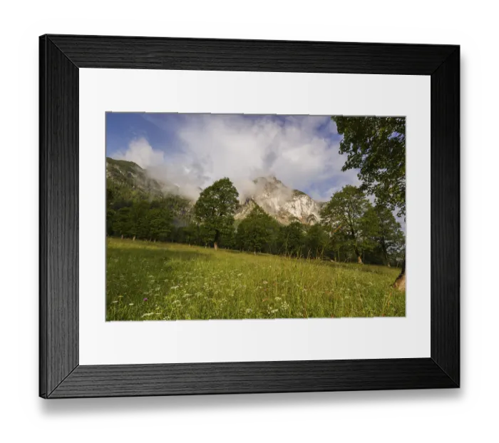 Framed Print : Sycamore maple trees, Acer pseudoplatanus