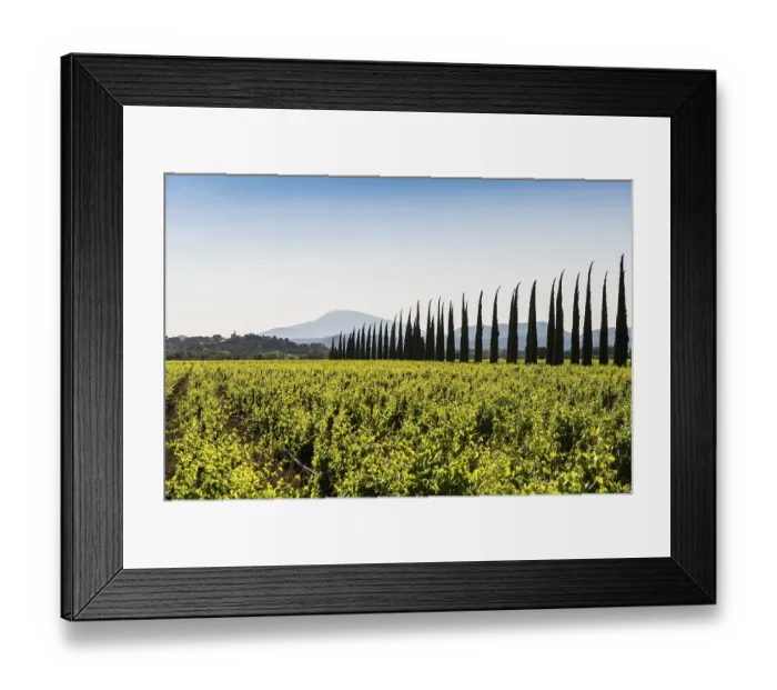 Framed Print : Mont Ventoux and cypress avenue Framed Print : Mont Ventoux and cypress avenue