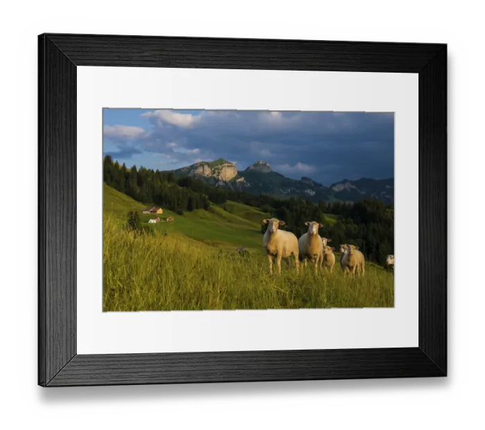 Framed Print : Sheep, Faehnerenspitz, sunset, view of the Alpstein massif with the Hohen Kasten Framed Print : Sheep, Faehnerenspitz, sunset, view of the Alpstein massif with the Hohen Kasten