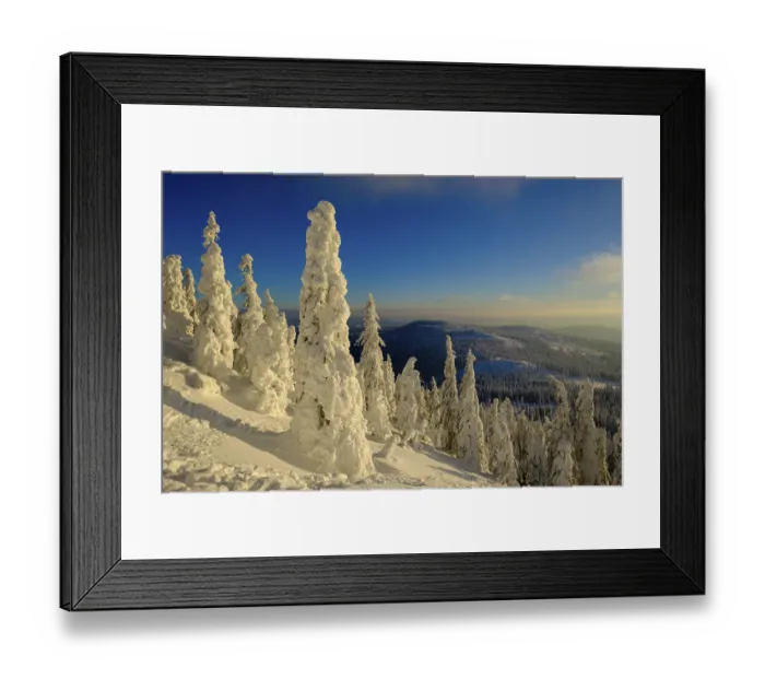Framed Print : Sunset with snow-covered spruces