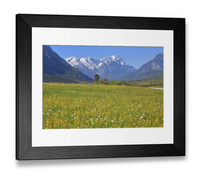 Framed Print : Spring meadow against the Zugspitze massif in the Wetterstein Mountains Framed Print : Spring meadow against the Zugspitze massif in the Wetterstein Mountains