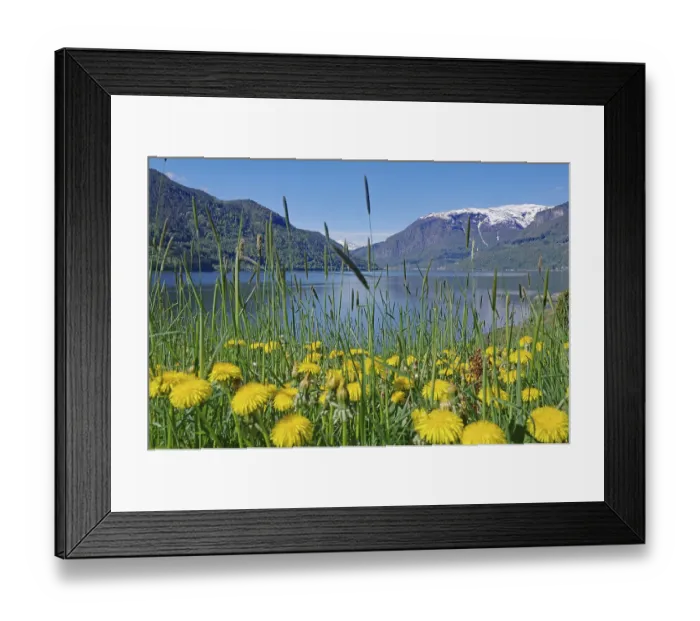Framed Print : Dandelions in bloom, in front of a fjord and snow-capped mountains