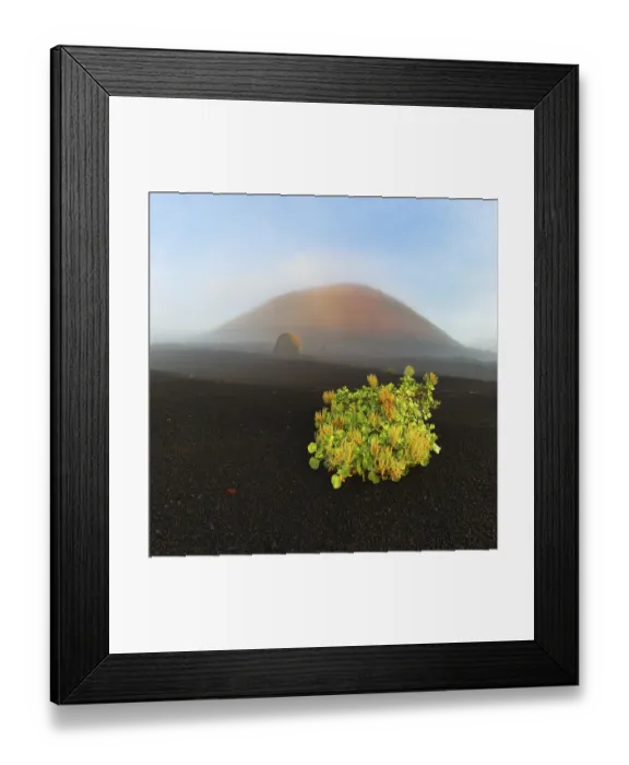 Framed Print : Canary Island dock (Rumex lunaria) and lava bomb in front of the Caldera Colorada
