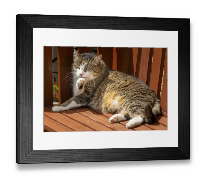 Framed Print : Felidae (Felis catus) lying relaxed on a wooden bench and cleaning itself in the sunlight