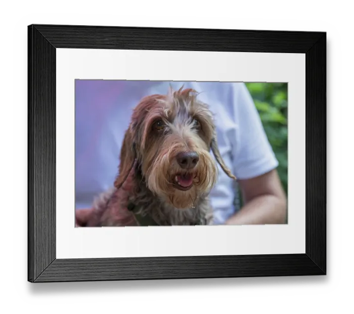 Framed Print : Dog, breed Wire-haired Dachshund Framed Print : Dog, breed Wire-haired Dachshund