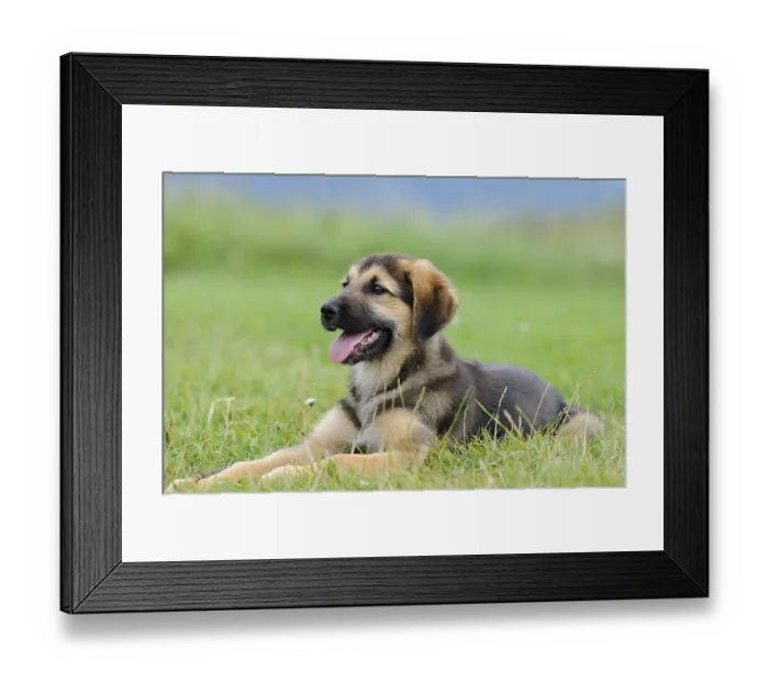 Framed Print : A puppy lies happily on a green meadow Framed Print : A puppy lies happily on a green meadow