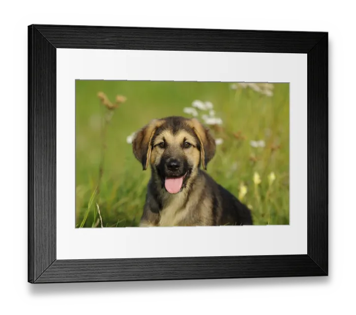Framed Print : Happy puppy sitting on a flowery meadow