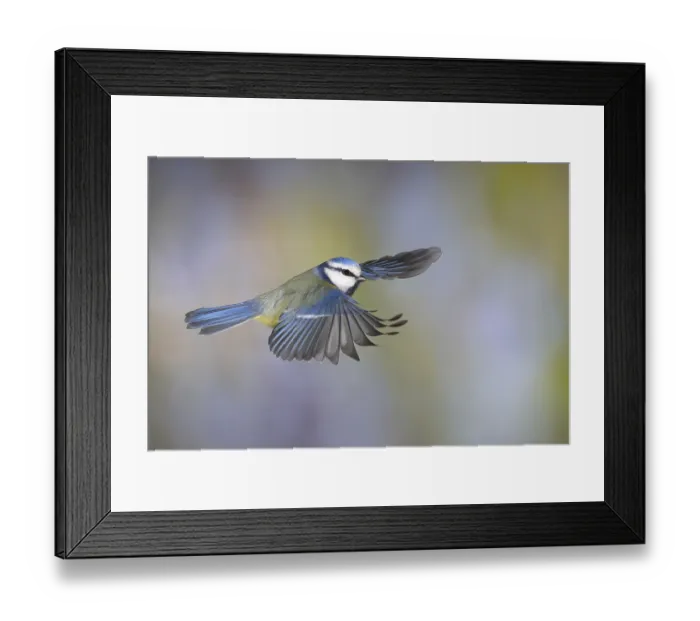 Framed Print : Blue tit (Parus caeruleus) in flight Framed Print : Blue tit (Parus caeruleus) in flight