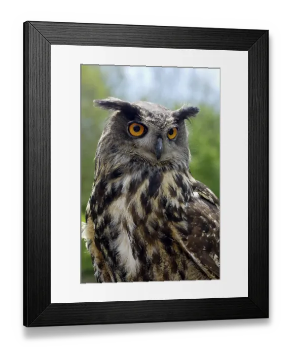 Framed Print : Eagle Owl (Bubo bubo), portrait