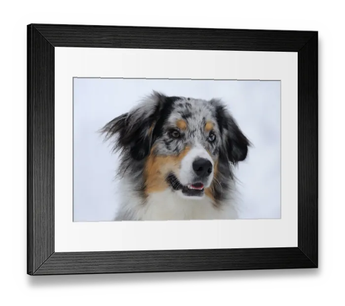 Framed Print : Australian Shepherd, portrait Framed Print : Australian Shepherd, portrait
