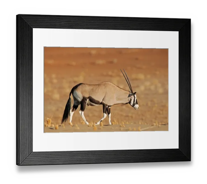 Framed Print : Gemsbok or Gemsbuck (Oryx gazella)