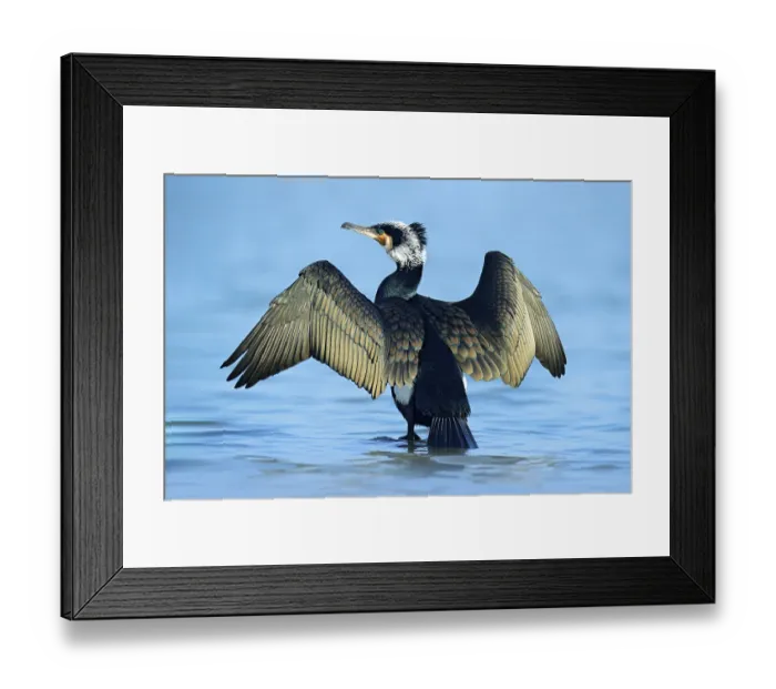 Framed Print : Great Cormorant, Phalacrocorax carbo