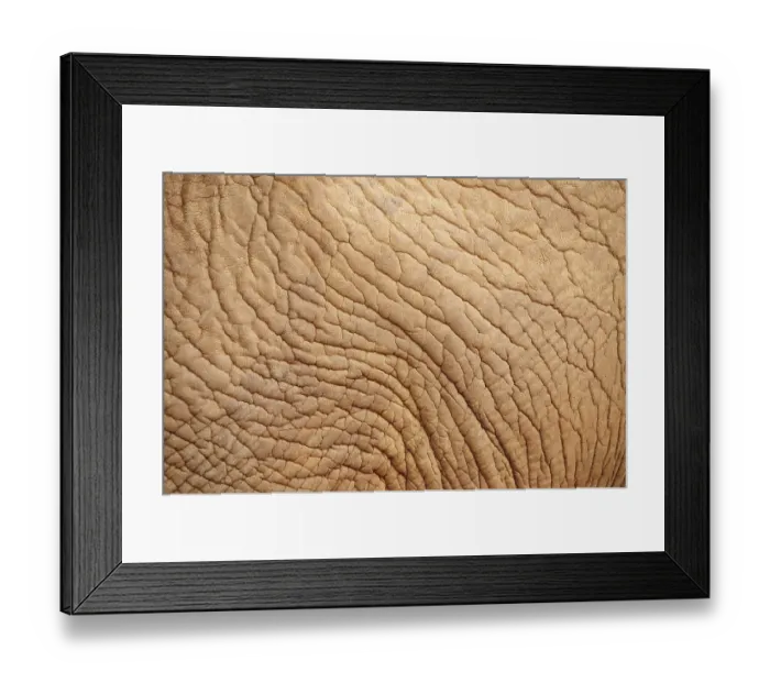 Framed Print : Skin of an African Bush Elephant (Loxodonta africana) Framed Print : Skin of an African Bush Elephant (Loxodonta africana)