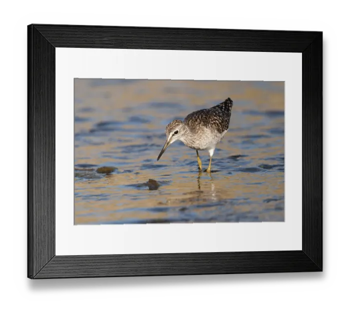 Framed Print : Wood Sandpiper (Tringa glareola)