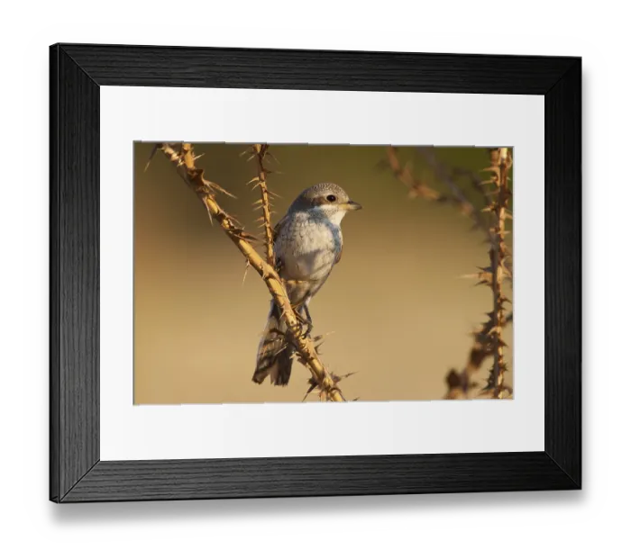 Framed Print : Red-backed shrike (Lanius collurio) Framed Print : Red-backed shrike (Lanius collurio)