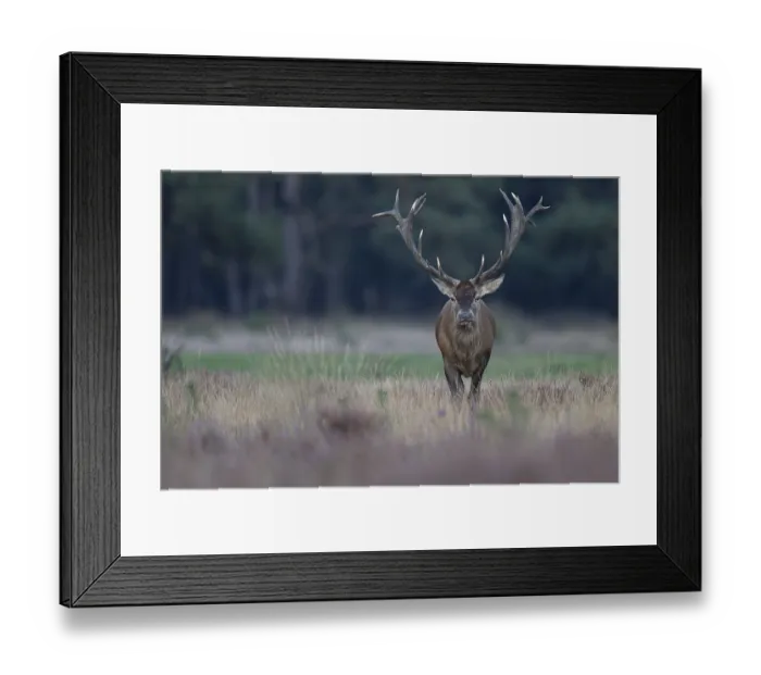 Framed Print : Red deer in rut, Hooge Veluve, Holland