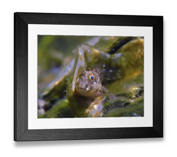 Framed Print : Small fish, algae blenny (Parablennius marmoreus)